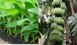 कुशीनगर में बनेगी अत्याधुनिक केला टिशू कल्चर लैब, 4.01 करोड़ रुपये स्वीकृत