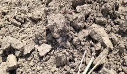 यूपी में सूखे तालाब से बोरी में मिलीं हड्डियां, सिर का कंकाल मिलने के बाद गांव में दहशत