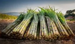 सहारनपुर : पापुलर और बेमौसम बारिश से गन्ने की पैदावार प्रभावित, 15-20% तक गिरावट