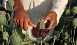 बेमौसम बारिश और गिरते दामों से खस किसानों पर संकट, लागत निकालना भी मुश्किल