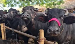 Ballia News : दियारा से 11 भैंसें रहस्यमय ढंग से गायब, एक घायल हालत में लौटी; पशुपालकों ने लगाई न्याय की गुहार