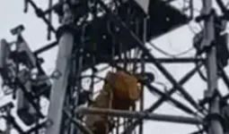 प्रेमी को बुलाने की जिद में 100 फीट ऊंचे मोबाइल टॉवर पर चढ़ी विवाहिता, पुलिस ने संभाला मोर्चा