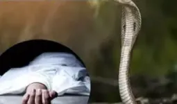 Ballia News: जमीन पर सो रही 13 वर्षीय किशोरी को सांप ने डसा, अस्पताल पहुंचने से पहले मौत