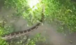 Ballia News : बलिया में 12 फीट लंबे अजगर से दहशत, ग्रामीणों ने वन विभाग से पकड़ने की लगाई गुहार