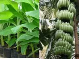 कुशीनगर में बनेगी अत्याधुनिक केला टिशू कल्चर लैब, 4.01 करोड़ रुपये स्वीकृत