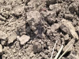 यूपी में सूखे तालाब से बोरी में मिलीं हड्डियां, सिर का कंकाल मिलने के बाद गांव में दहशत