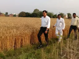 डीएम की निगरानी में पूरी हुई क्रॉप कटिंग, बीमित किसानों की क्षतिपूर्ति का रास्ता साफ