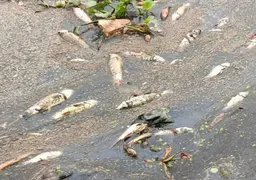 Ballia News : संदिग्ध हालात में तालाब की लाखों रुपये की मछलियां मरीं, जहर डालने का आरोप