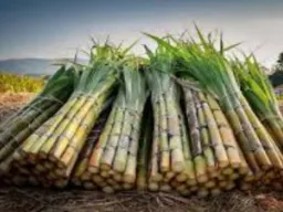 सहारनपुर : पापुलर और बेमौसम बारिश से गन्ने की पैदावार प्रभावित, 15-20% तक गिरावट