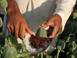 बेमौसम बारिश और गिरते दामों से खस किसानों पर संकट, लागत निकालना भी मुश्किल