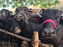 Ballia News : दियारा से 11 भैंसें रहस्यमय ढंग से गायब, एक घायल हालत में लौटी; पशुपालकों ने लगाई न्याय की गुहार