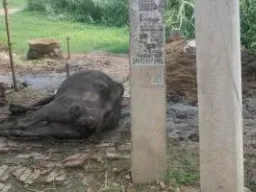 बलिया : बिजली के खंभे में उतरा करंट, चपेट में आने से गाय की मौत