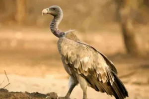 UP : विलुप्ति की कगार पर पहुंचे गिद्ध फिर दिखने लगे, दिसंबर में की जाएगी जनगणना