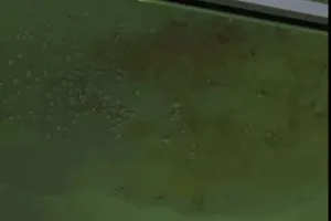 गोरखपुर महिला जिला अस्पताल की बदहाल स्थिति: मरीजों के बेड पर टपक रहा छत का पानी, प्रसूताओं ने भोजन न मिलने की शिकायत उठाई