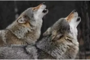 बहराइच: पांच वर्षीय मासूम को भेड़ियों ने बनाया निशाना, तीन महीनों में 9 हमलों से गांवों में दहशत का माहौल