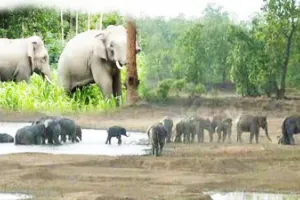 UP News: अनुकूल माहौल और बिछड़े साथियों की तलाश में पीलीभीत टाइगर रिजर्व पहुंच रहे नेपाली हाथी