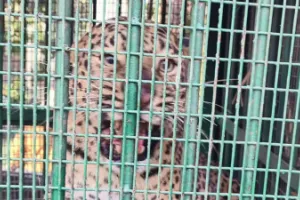 Lakhimpur Kheri News : बाघ के लिए लगाए गए पिंजरे में फंस गया तेंदुआ, वन विभाग ने सुरक्षित छोड़ा कतर्नियाघाट जंगल में