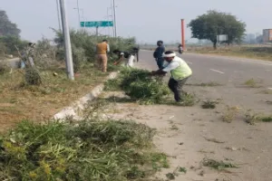 कानपुर : डिवाइडरों पर उगी घास और जमा मिट्टी की सफाई शुरू, नगर निगम का अभियान तेज