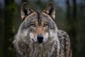 बहराइच : घर में घुसकर भेड़िया मासूम को उठा ले गया, गांव में दहशत का माहौल