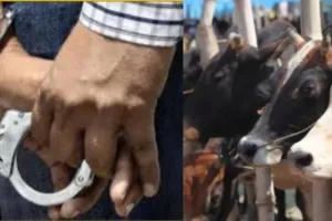 वाराणसी में गो-तस्करी के खिलाफ सख्त कार्रवाई, 2025 में 42 मुकदमे दर्ज, 111 तस्कर गिरफ्तार