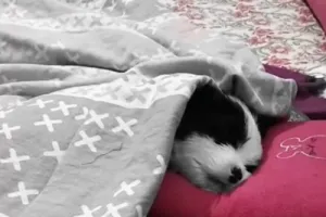 कुत्ते के लिए एसी कमरा, सुबह-शाम नाश्ता-भोजन: पूरे ठाठ-बाट से रहता बलिया का ‘टूफी’,