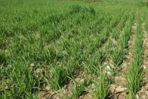 लखनऊ : डिजिटल क्रॉप सर्वे शुरू, 3.93 लाख गाटों का होगा सर्वेक्षण, किसानों को मिलेगा सीधा लाभ