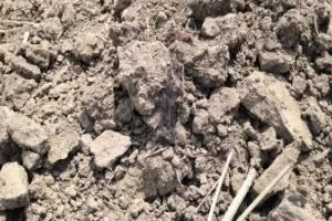 यूपी में सूखे तालाब से बोरी में मिलीं हड्डियां, सिर का कंकाल मिलने के बाद गांव में दहशत