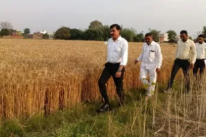 डीएम की निगरानी में पूरी हुई क्रॉप कटिंग, बीमित किसानों की क्षतिपूर्ति का रास्ता साफ