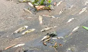 Ballia News : संदिग्ध हालात में तालाब की लाखों रुपये की मछलियां मरीं, जहर डालने का आरोप