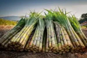 सहारनपुर : पापुलर और बेमौसम बारिश से गन्ने की पैदावार प्रभावित, 15-20% तक गिरावट