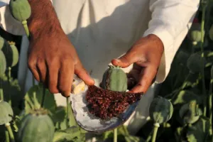 बेमौसम बारिश और गिरते दामों से खस किसानों पर संकट, लागत निकालना भी मुश्किल