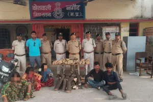 सतना में चंदन चोर गिरोह का पर्दाफाश, 3 महिलाओं समेत 6 गिरफ्तार; 7 वारदातों का खुलासा