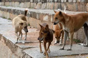 बरेली में आवारा कुत्तों का बढ़ता आतंक: करोड़ों खर्च के बावजूद नहीं थम रही समस्या