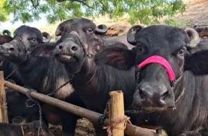 Ballia News : दियारा से 11 भैंसें रहस्यमय ढंग से गायब, एक घायल हालत में लौटी; पशुपालकों ने लगाई न्याय की गुहार