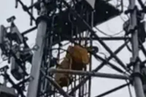प्रेमी को बुलाने की जिद में 100 फीट ऊंचे मोबाइल टॉवर पर चढ़ी विवाहिता, पुलिस ने संभाला मोर्चा