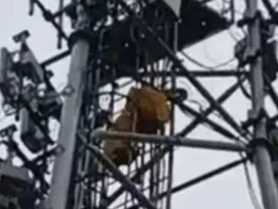 प्रेमी को बुलाने की जिद में 100 फीट ऊंचे मोबाइल टॉवर पर चढ़ी विवाहिता, पुलिस ने संभाला मोर्चा